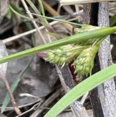 Carex inversa (Knob Sedge) at Yarralumla, ACT - 12 Oct 2021 by JaneR
