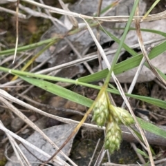 Carex inversa at Yarralumla, ACT - 12 Oct 2021