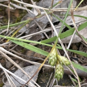 Carex inversa at Yarralumla, ACT - 12 Oct 2021 04:02 PM