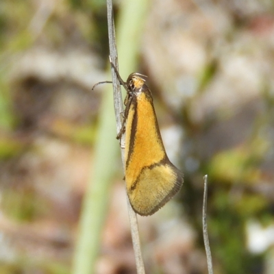 Philobota undescribed species near arabella (A concealer moth) at Mount Taylor - 9 Oct 2021 by MatthewFrawley