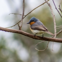 Myiagra cyanoleuca (Satin Flycatcher) at Molonglo Valley, ACT - 11 Oct 2021 by ChrisAppleton