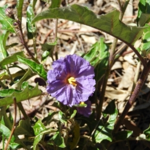 Solanum cinereum at Kambah, ACT - 9 Oct 2021