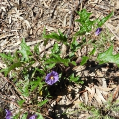 Solanum cinereum at Kambah, ACT - 9 Oct 2021