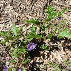 Solanum cinereum at Kambah, ACT - 9 Oct 2021