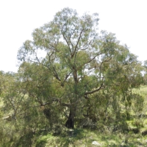 Eucalyptus nortonii at Mount Taylor - 9 Oct 2021