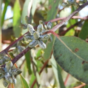 Eucalyptus nortonii at Mount Taylor - 9 Oct 2021