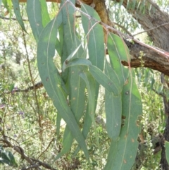 Eucalyptus nortonii at Mount Taylor - 9 Oct 2021 02:26 PM