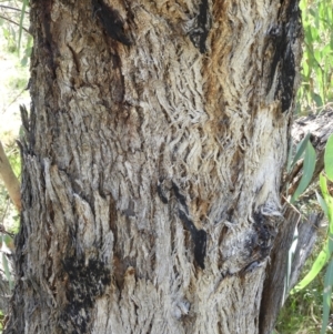 Eucalyptus nortonii at Mount Taylor - 9 Oct 2021