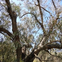 Eucalyptus nortonii at Mount Taylor - 9 Oct 2021 02:26 PM