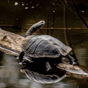 Chelodina longicollis at Paddys River, ACT - 11 Oct 2021