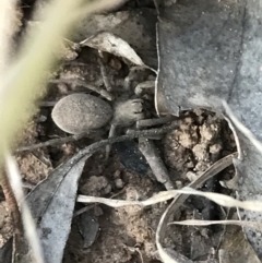 Portacosa cinerea (Grey wolf spider) at Garran, ACT - 8 Oct 2021 by Tapirlord