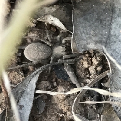 Portacosa cinerea (Grey wolf spider) at Garran, ACT - 8 Oct 2021 by Tapirlord