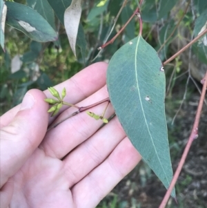 Eucalyptus blakelyi at Red Hill to Yarralumla Creek - 8 Oct 2021