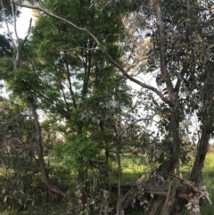 Eucalyptus blakelyi at Red Hill to Yarralumla Creek - 8 Oct 2021