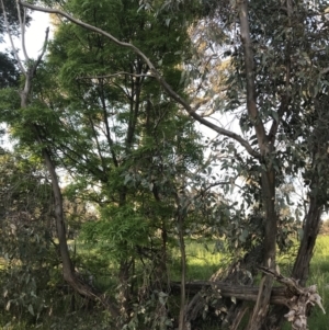 Eucalyptus blakelyi at Red Hill to Yarralumla Creek - 8 Oct 2021