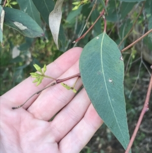 Eucalyptus blakelyi at Red Hill to Yarralumla Creek - 8 Oct 2021