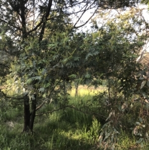 Acacia mearnsii at Hughes, ACT - 8 Oct 2021