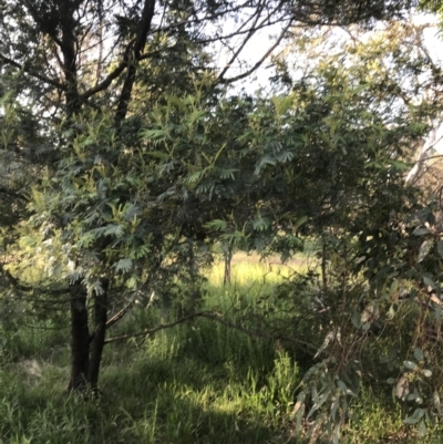 Acacia mearnsii (Black Wattle) at Hughes, ACT - 8 Oct 2021 by Tapirlord