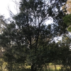 Acacia mearnsii at Hughes, ACT - 8 Oct 2021