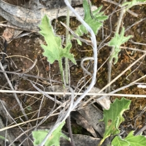 Convolvulus angustissimus subsp. angustissimus at Hughes, ACT - 8 Oct 2021