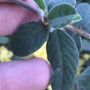 Pomaderris sp. at Hughes, ACT - 8 Oct 2021 06:02 PM