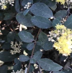 Pomaderris sp. at Hughes, ACT - 8 Oct 2021 06:02 PM