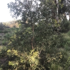 Eucalyptus viminalis at Hughes, ACT - 8 Oct 2021 06:01 PM