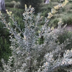 Grevillea sp. at Red Hill to Yarralumla Creek - 8 Oct 2021