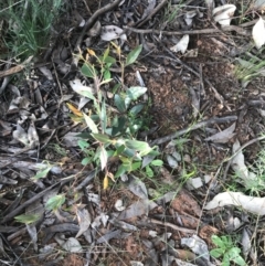 Eucalyptus macrorhyncha at Hughes, ACT - 8 Oct 2021