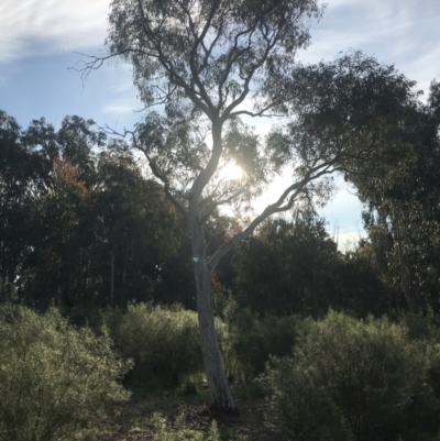 Eucalyptus mannifera subsp. mannifera (Brittle Gum) at Hughes, ACT - 8 Oct 2021 by Tapirlord