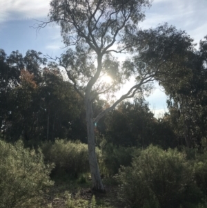 Eucalyptus mannifera subsp. mannifera at Hughes, ACT - 8 Oct 2021 05:53 PM