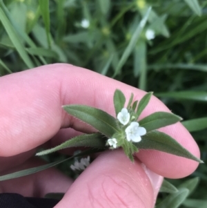 Buglossoides arvensis at Deakin, ACT - 8 Oct 2021