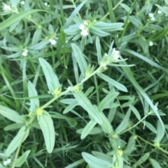 Buglossoides arvensis at Deakin, ACT - 8 Oct 2021