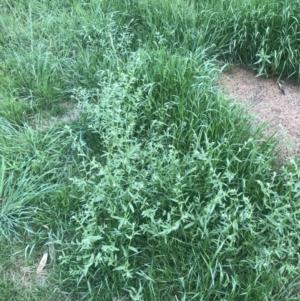 Buglossoides arvensis at Deakin, ACT - 8 Oct 2021