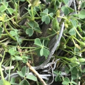 Oxalis thompsoniae at Deakin, ACT - 8 Oct 2021