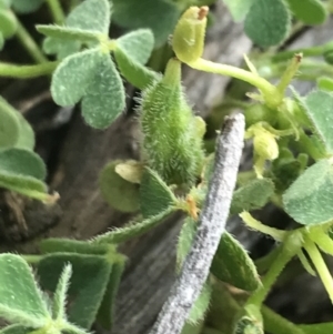 Oxalis thompsoniae at Deakin, ACT - 8 Oct 2021