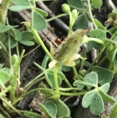 Oxalis thompsoniae at Deakin, ACT - 8 Oct 2021