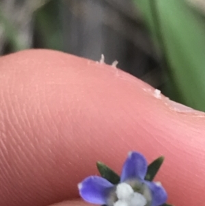 Wahlenbergia multicaulis at Deakin, ACT - 8 Oct 2021