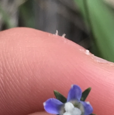 Wahlenbergia multicaulis (Tadgell's Bluebell) at Deakin, ACT - 8 Oct 2021 by Tapirlord