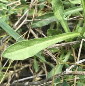 Wahlenbergia multicaulis at Deakin, ACT - 8 Oct 2021 05:48 PM