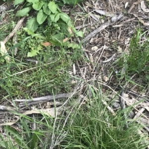 Wahlenbergia multicaulis at Deakin, ACT - 8 Oct 2021