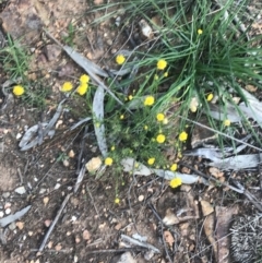 Calotis lappulacea at Hughes, ACT - 8 Oct 2021