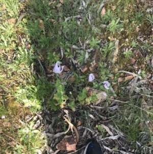 Papaver somniferum subsp. setigerum at Hughes, ACT - 8 Oct 2021 05:43 PM