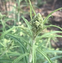 Cassinia longifolia at Hughes, ACT - 8 Oct 2021