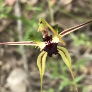 Caladenia atrovespa at Bruce, ACT - suppressed