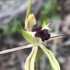 Caladenia atrovespa at Bruce, ACT - suppressed