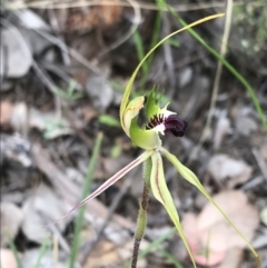 Caladenia atrovespa at Bruce, ACT - 10 Oct 2021