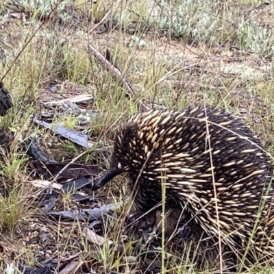 Tachyglossus aculeatus (Short-beaked Echidna) at Stromlo, ACT - 13 Oct 2021 by AJB