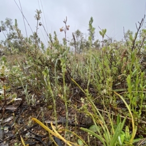 Hymenochilus bicolor (ACT) = Pterostylis bicolor (NSW) at Stromlo, ACT - suppressed