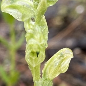 Hymenochilus cycnocephalus at Stromlo, ACT - suppressed